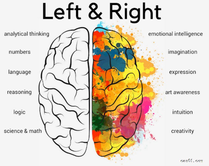 左思右想，分工明确的左脑右脑 阅读笔记 第1张